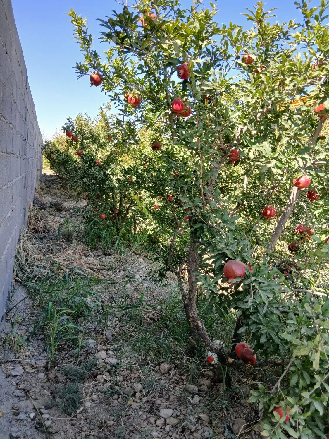 باغ مخصوص خانواده شهرکی