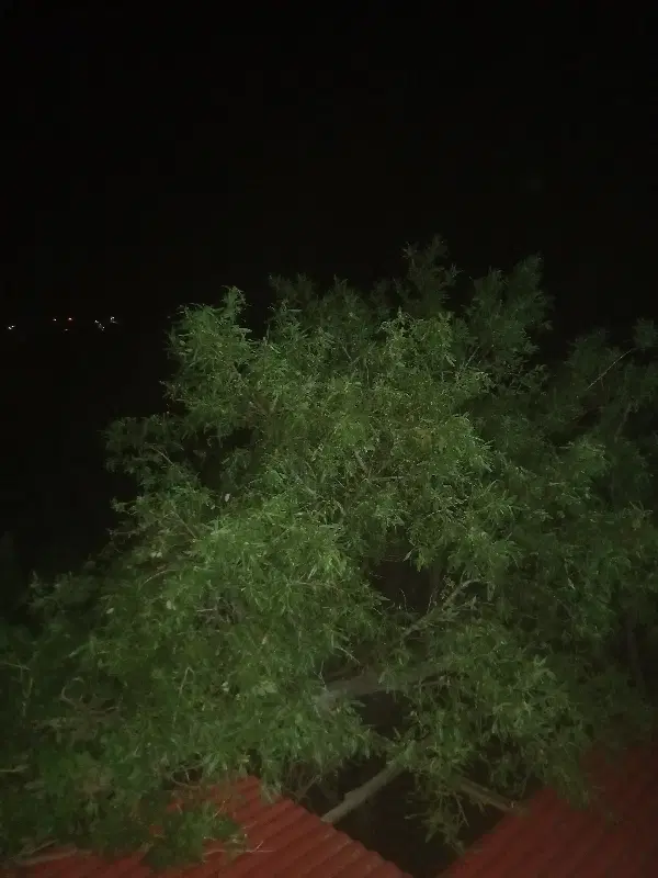 اجاره  دهبالا