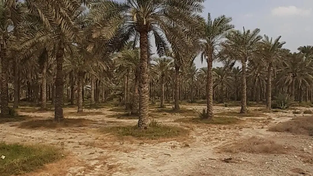 ملک 8000متری