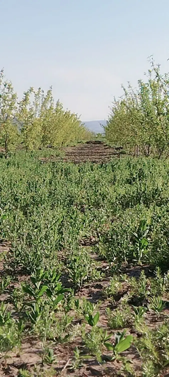 زمین کشاورزی باغی