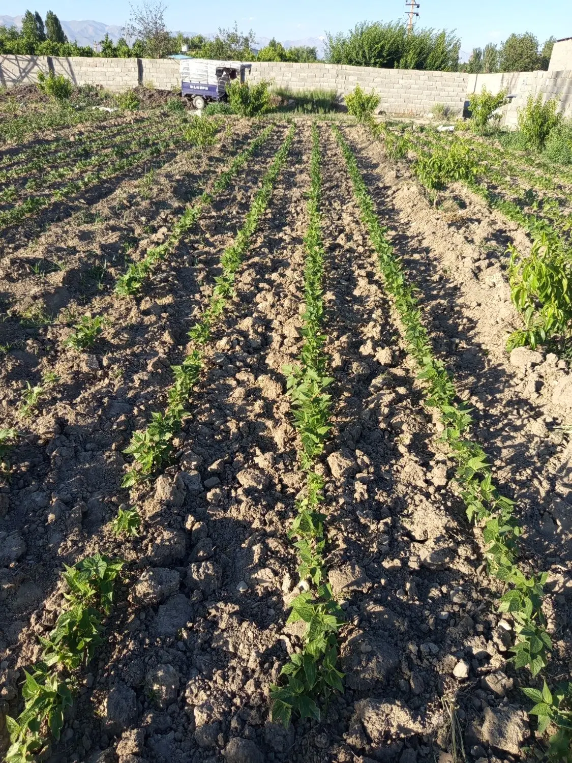 اجاره زمین کشاورزی