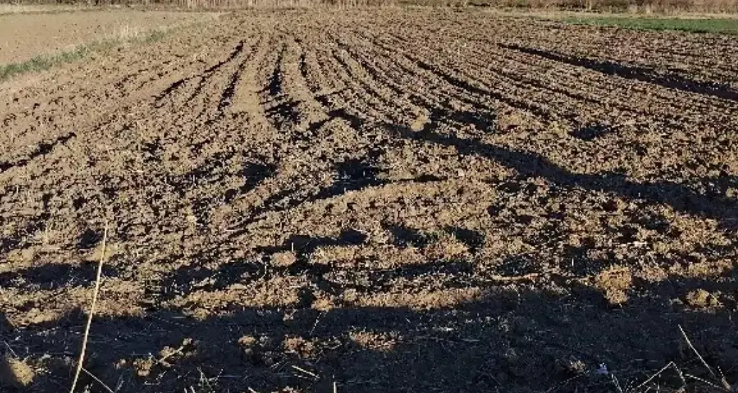 ۳تا۵هکتارزمین جهت اجاره کشت لوبیا