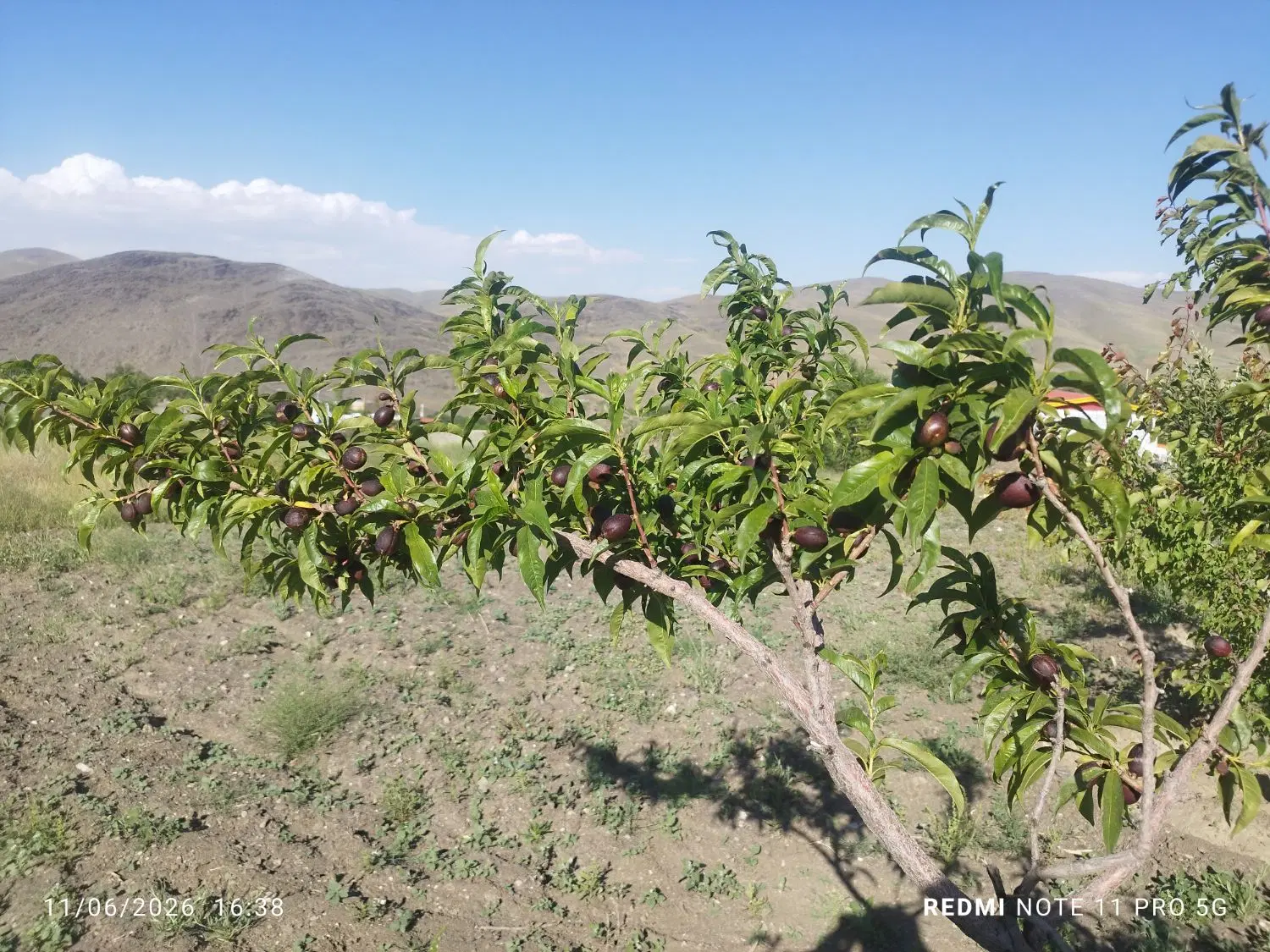 فروش باغ در شمس آباد