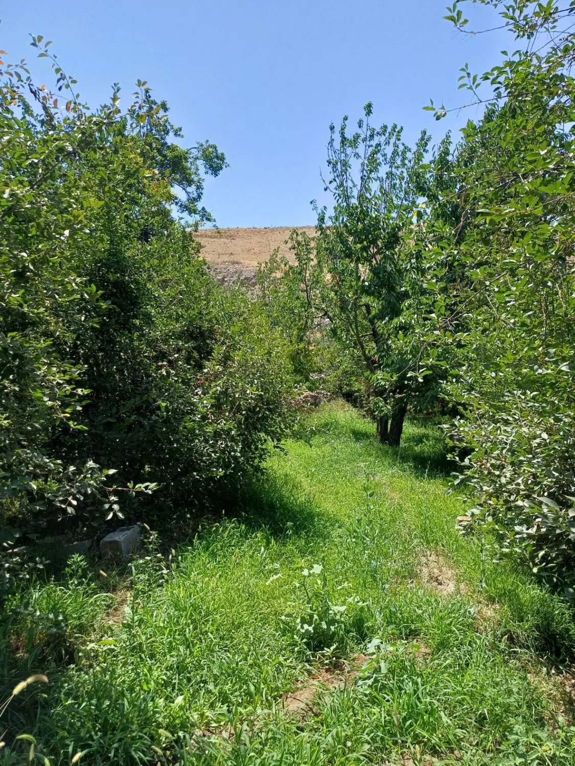 باغ فروشی در  روستای بالندر
