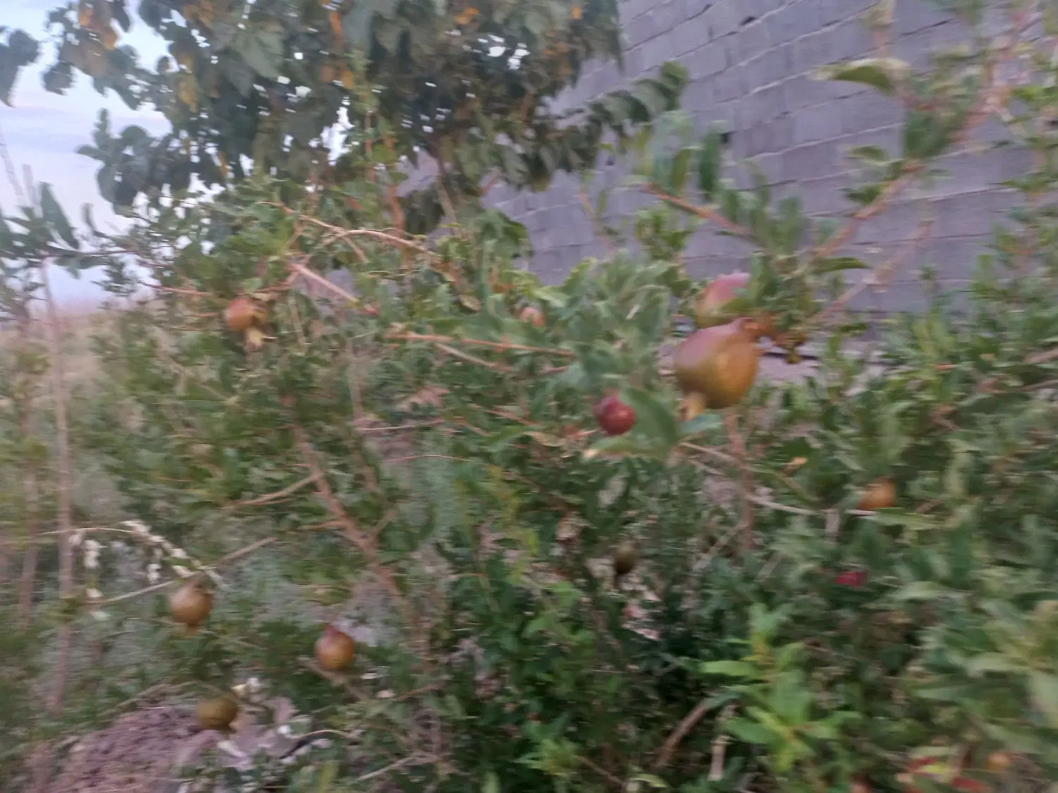 باغ یا باغچه فروش فوری
