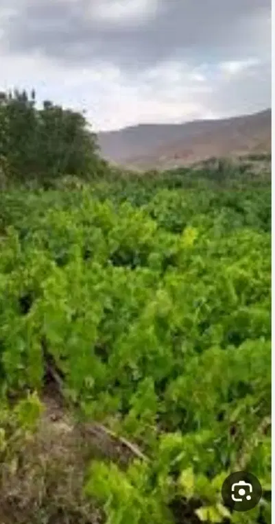 ویلا باغ