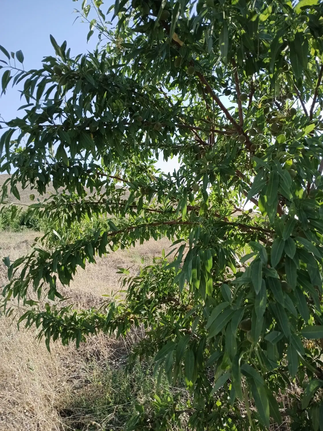 فروش باغ واقع در عسگرآباد بدون آب