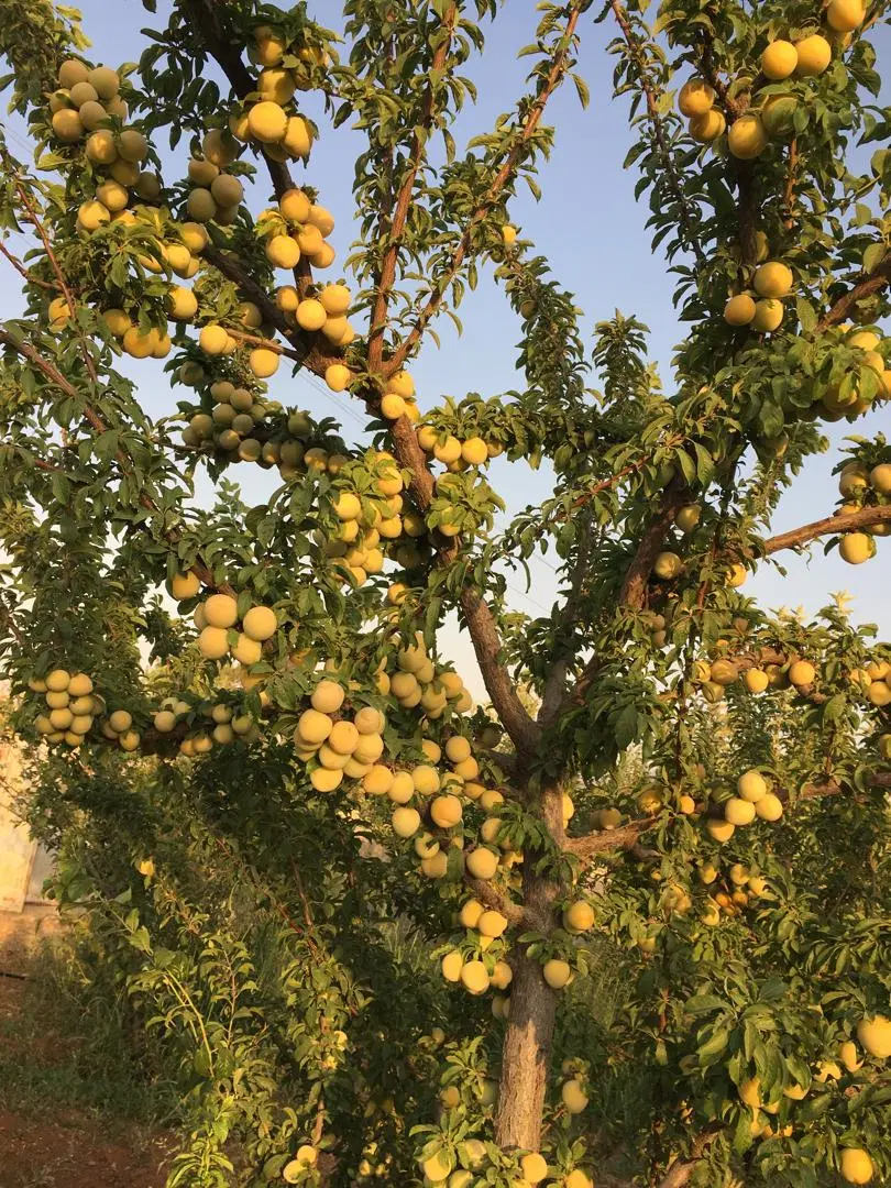 معاوضه باغ کودیان شیراز با ملک یاسوج
