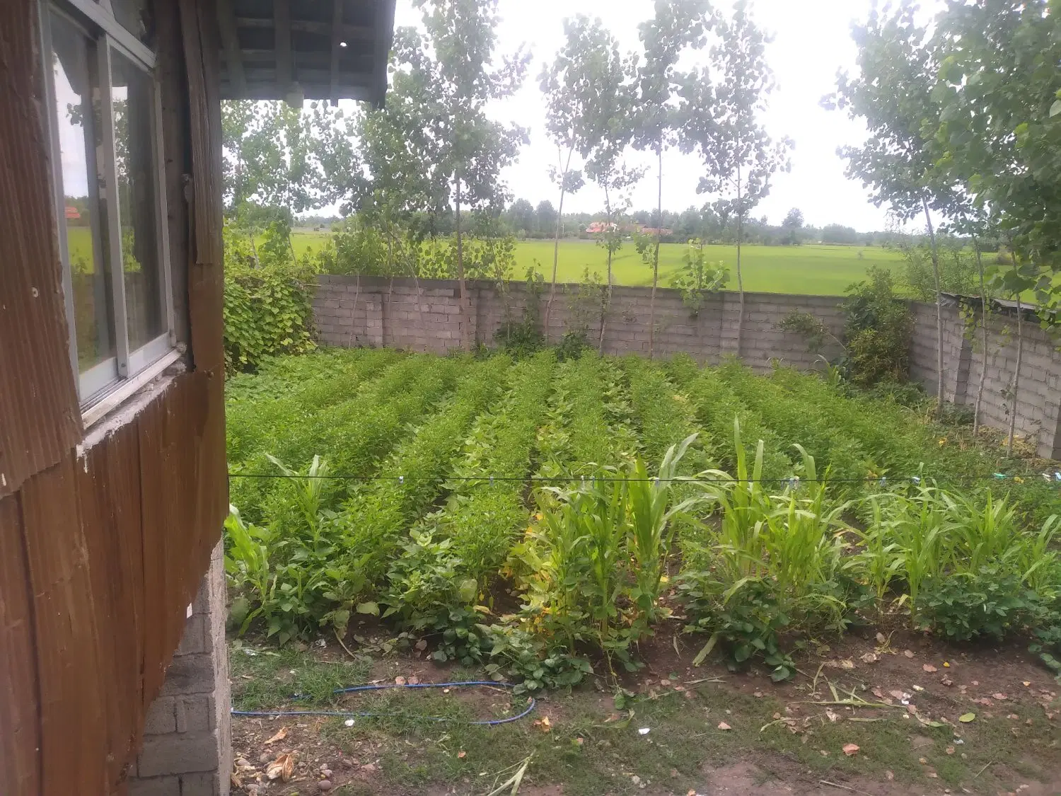 زمین مسکونی باخانه روستایی