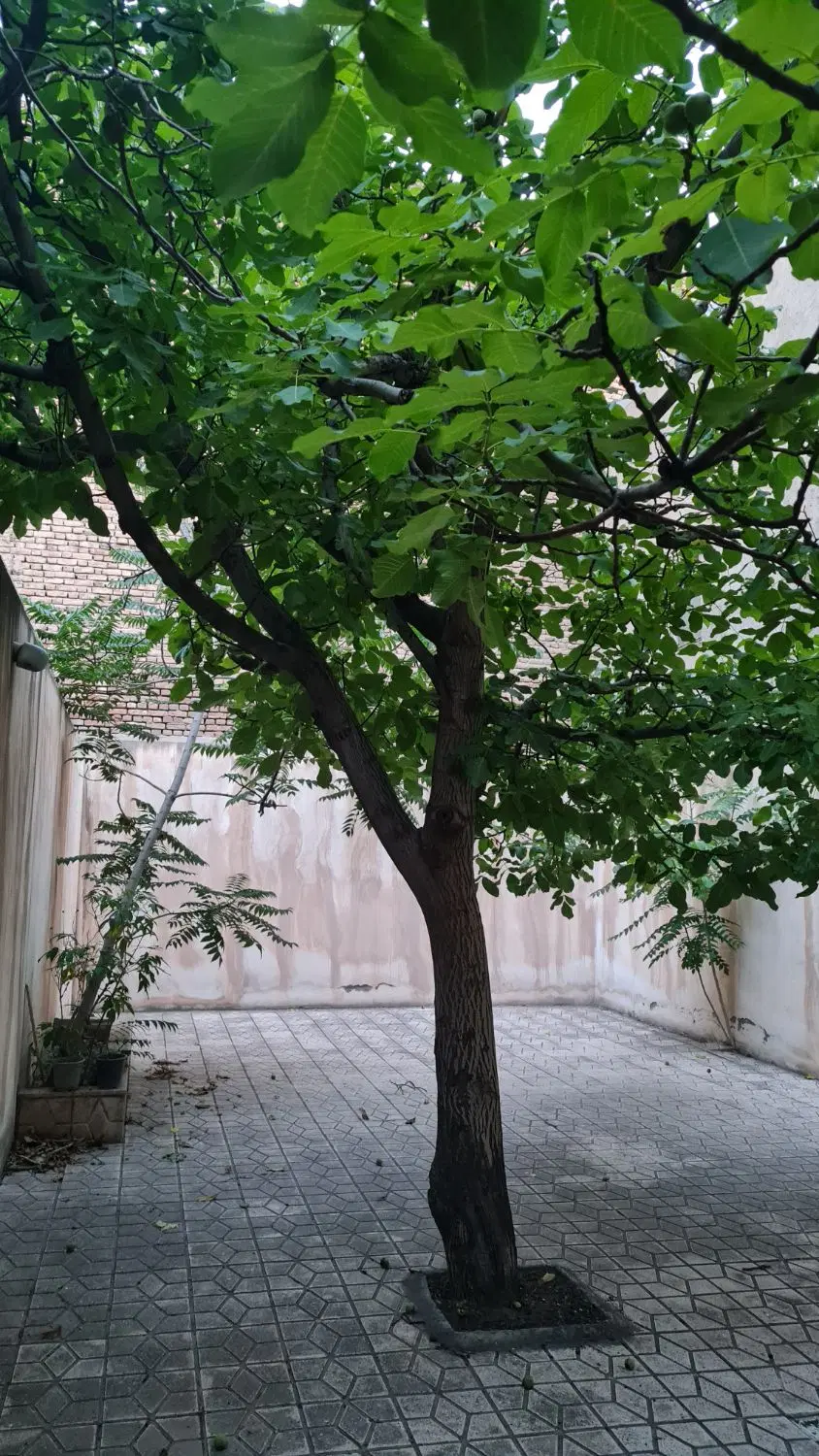 آپارتمان حیاط دار اول کوچه باغ