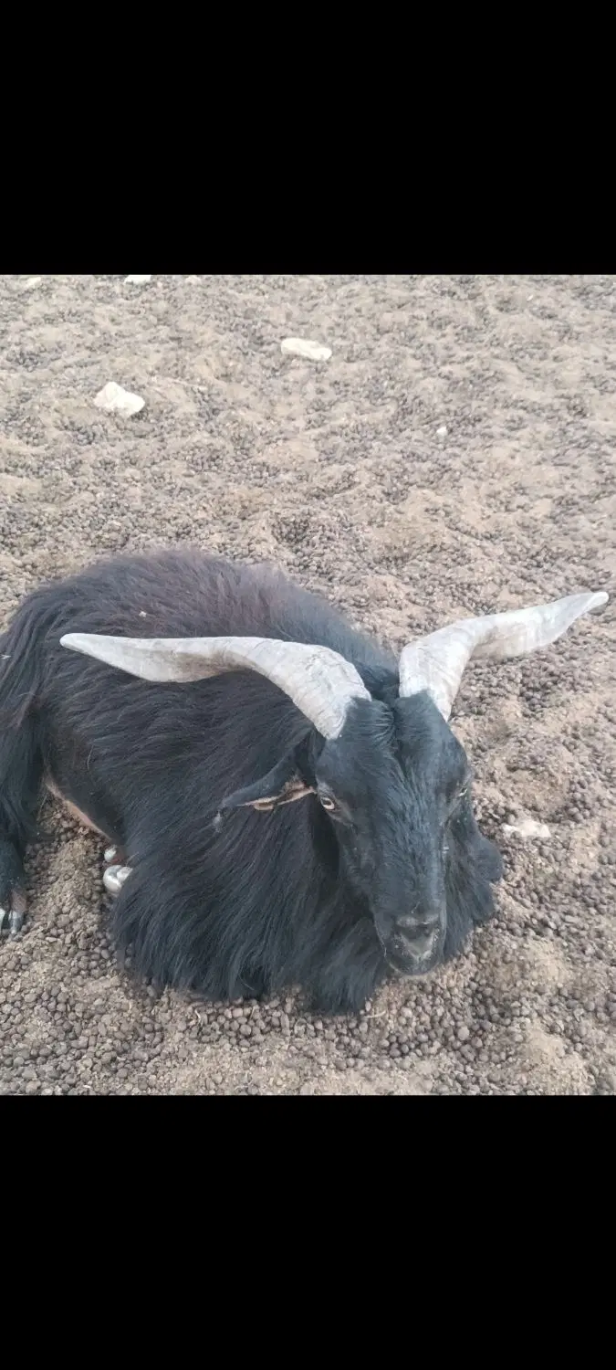 اجاره زمین بخس