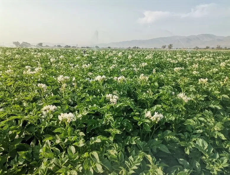 فروش زمین کشاورزی