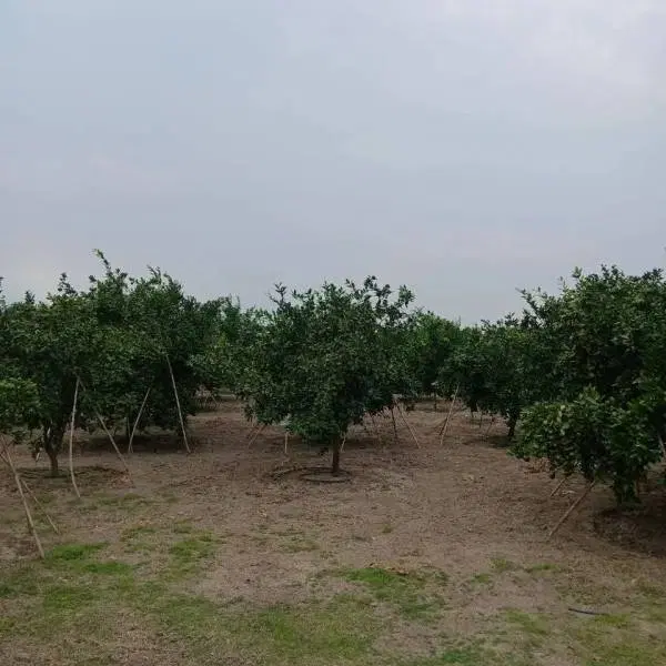 فروش زمین در ساری