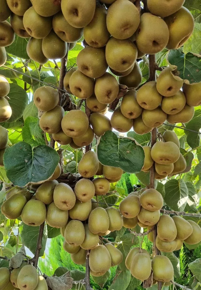 فروش باغ کیوی آماده بهره برداری با درآمد تضمینی