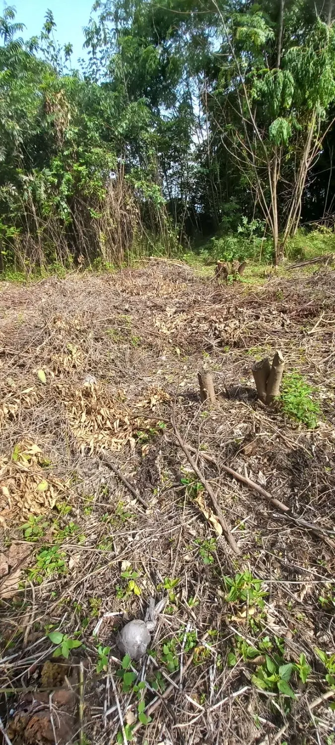 زمین فروشی سنددار ۱۸۵ متری خمام روستای شیجان