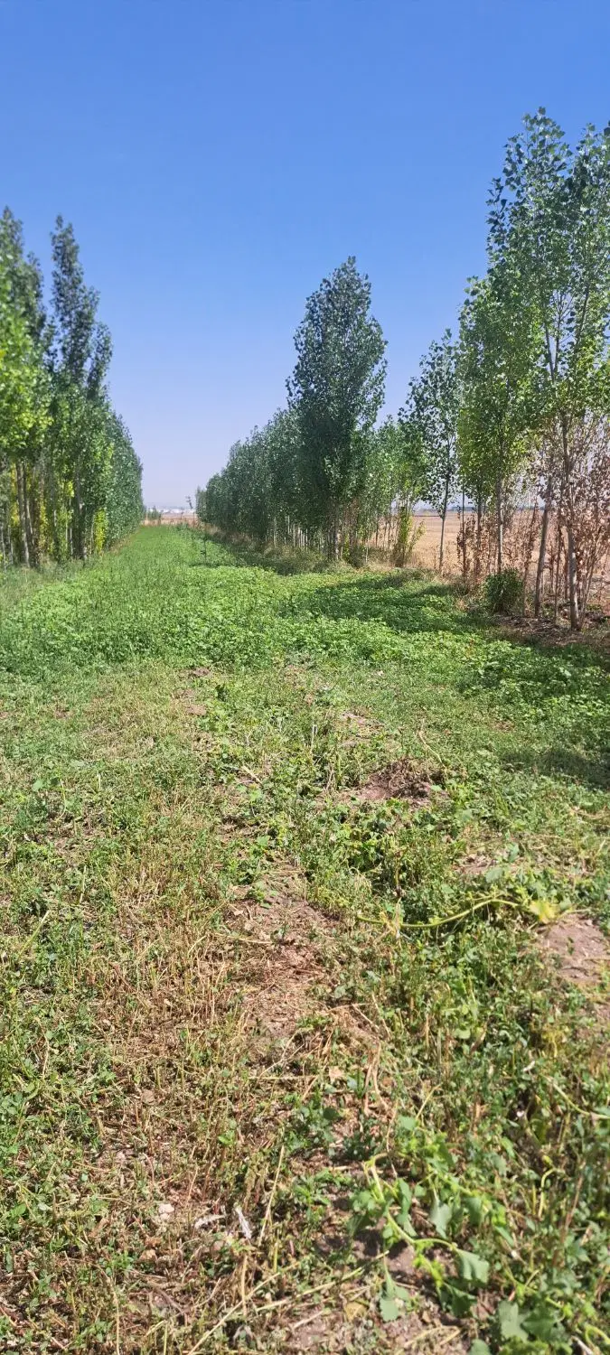 فروش باغ در اردبیل