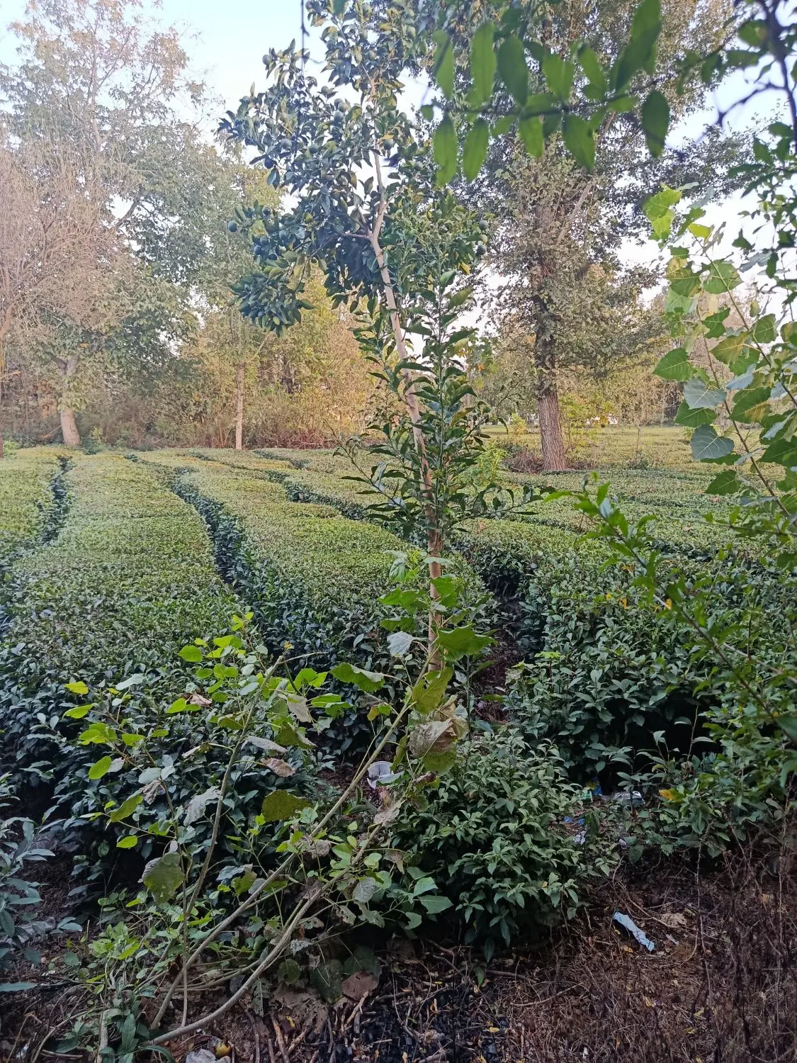 فروش زمین روستایی