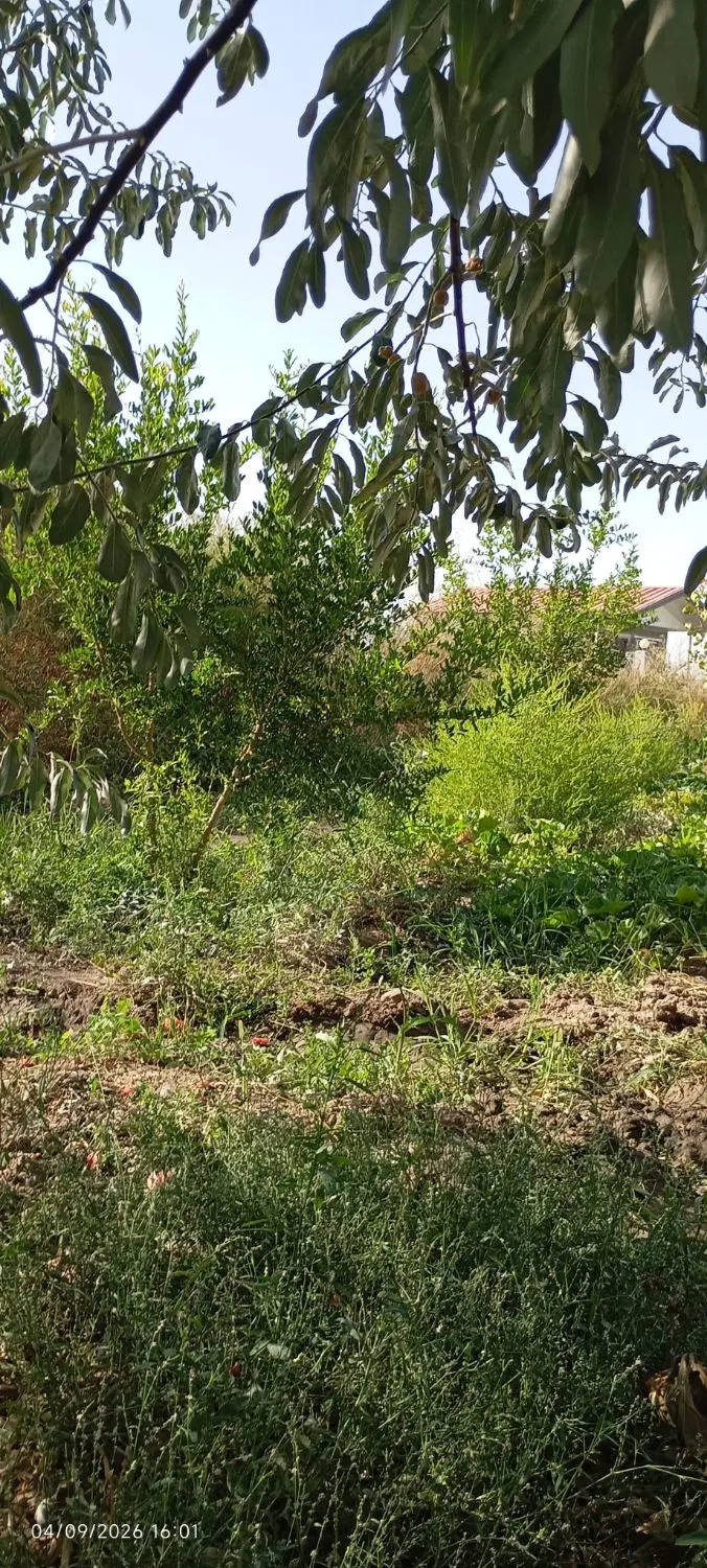 فروش باغچه
