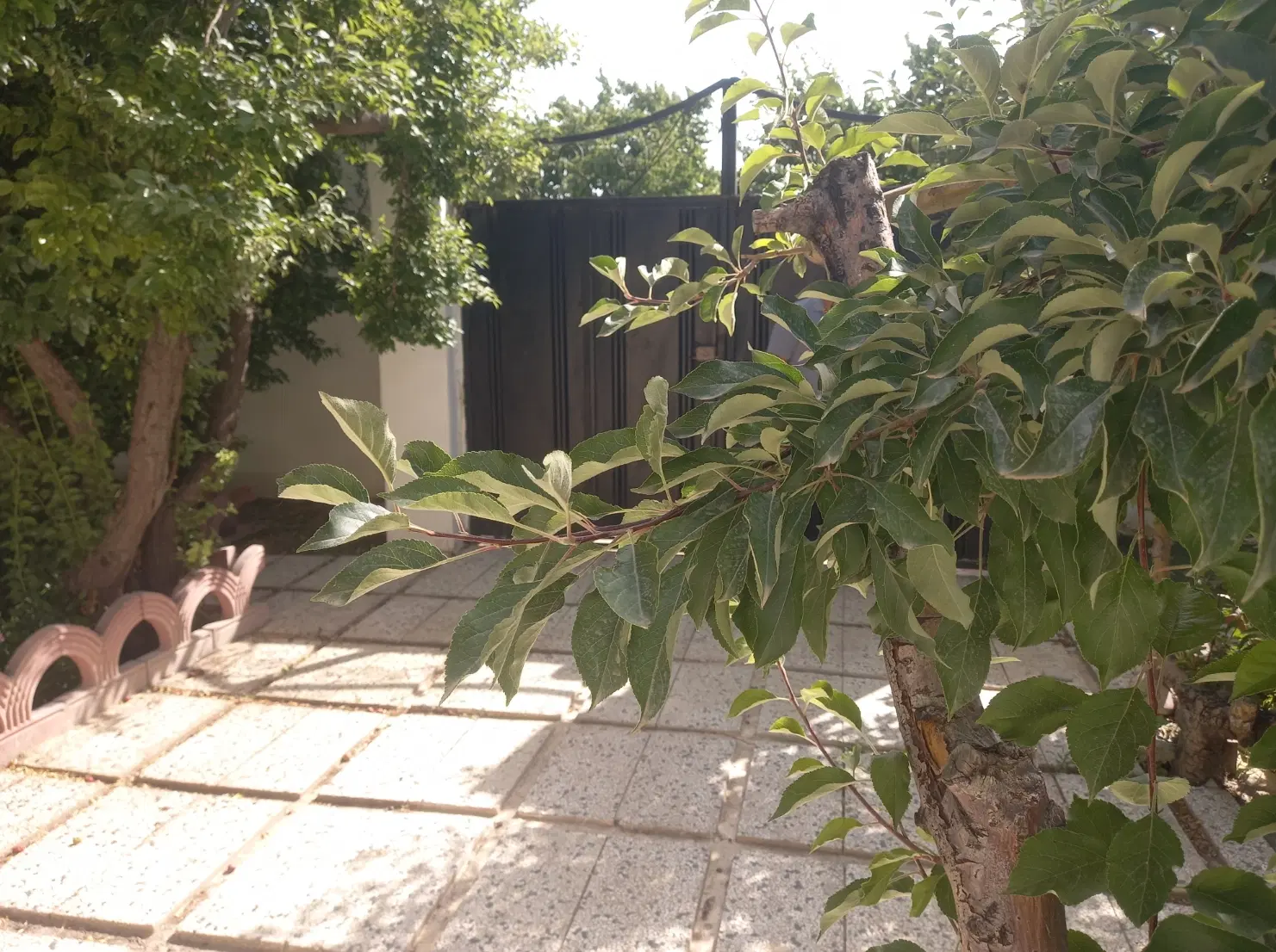 باغچه چهاردیواری  پردرخت  ۲۵۰متری