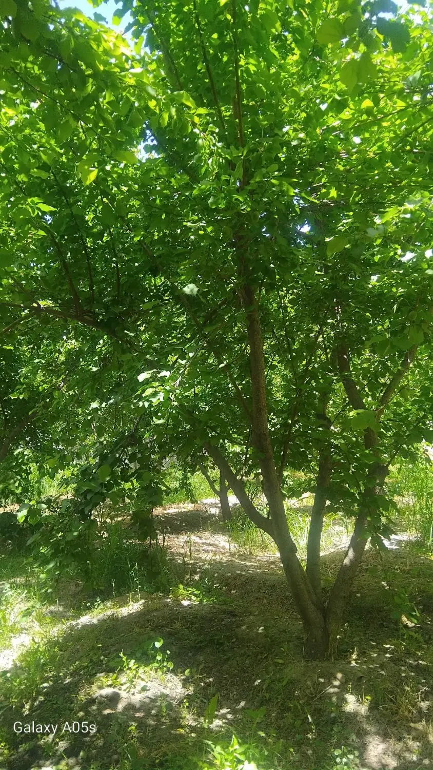 باغ با درختان میوه