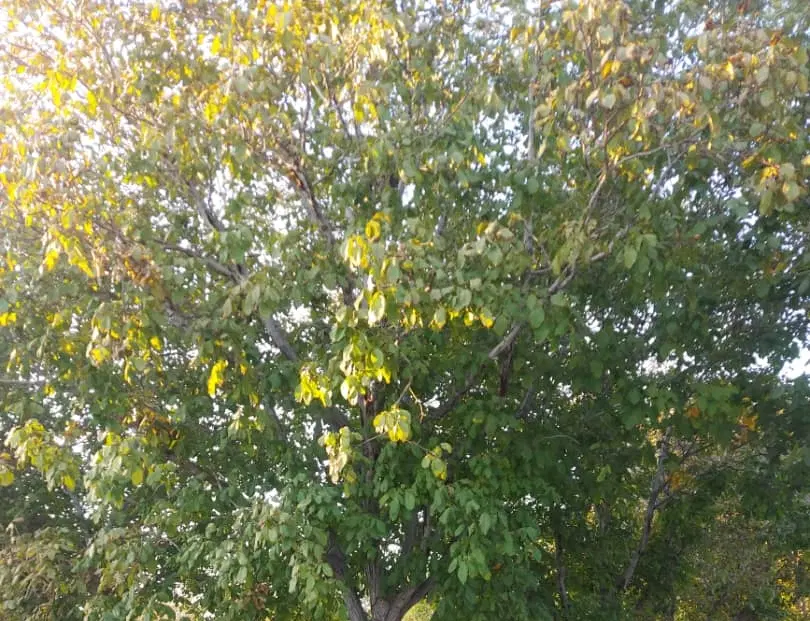 زمین ۲هزار متر محصور باغ میوه سیستم آبیاری قطره ای
