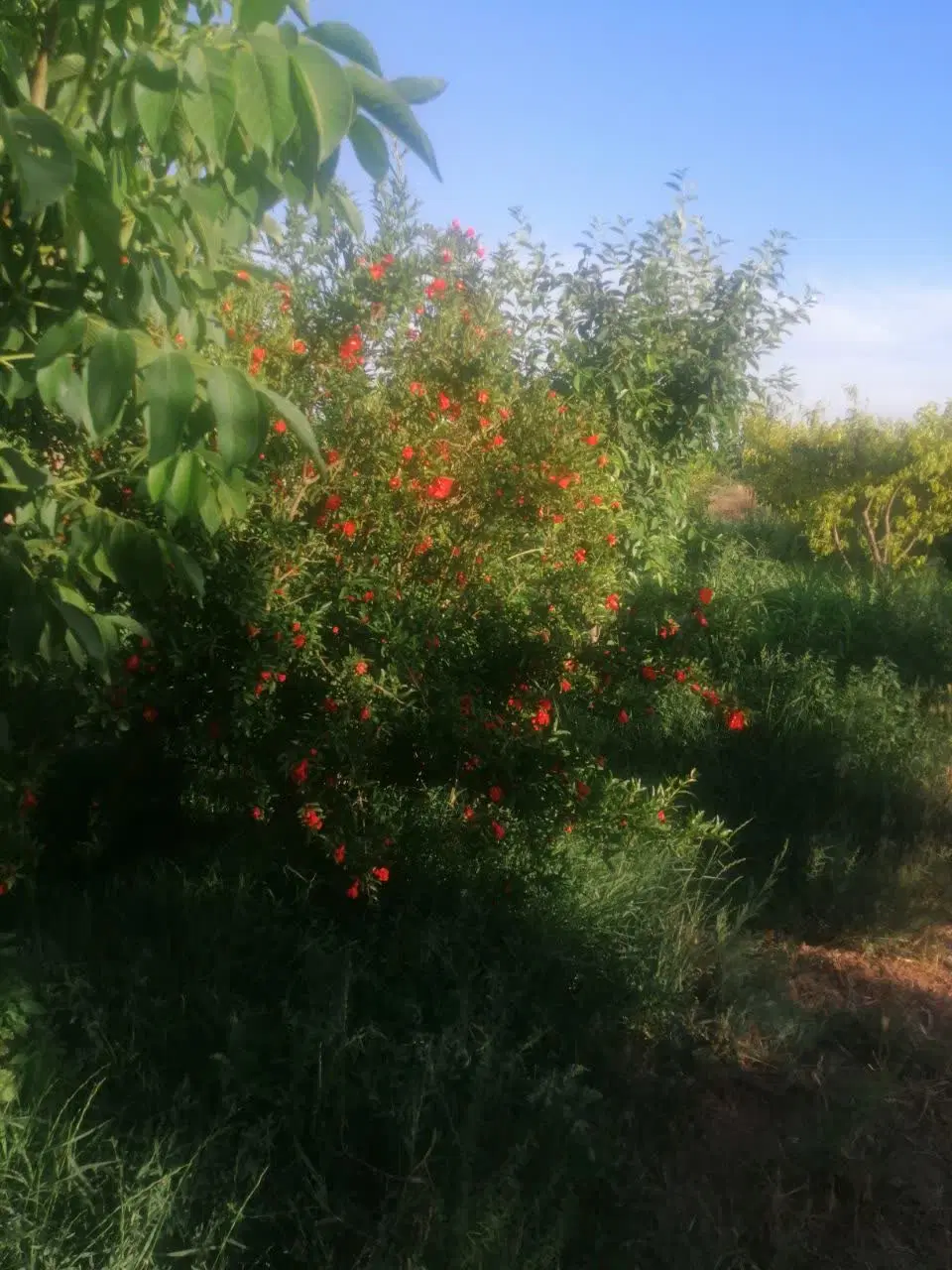 باغ ۱۰۰۰ متری دو بهر ۵ ساله