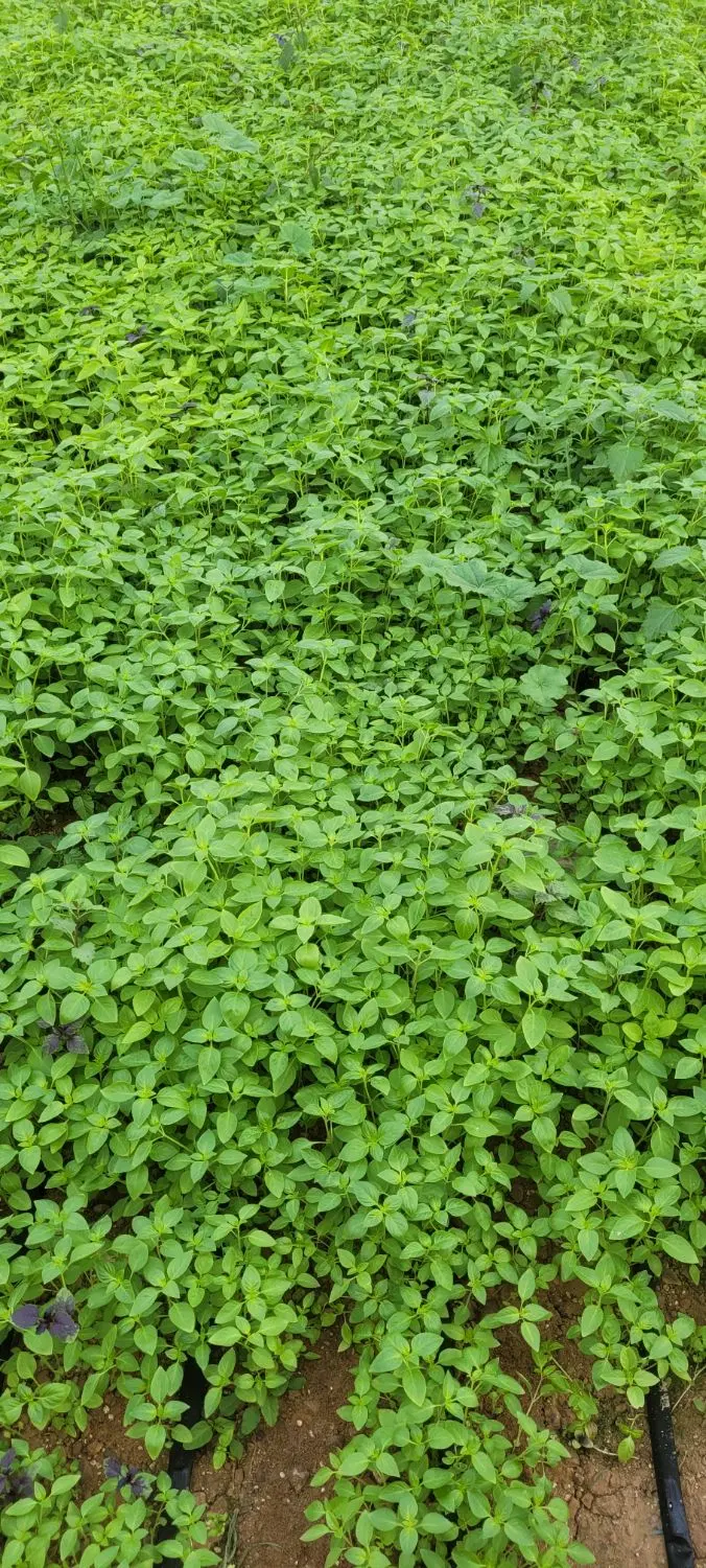 واگذاری گلخانه در خوزستان شهرستان شوش دانیال