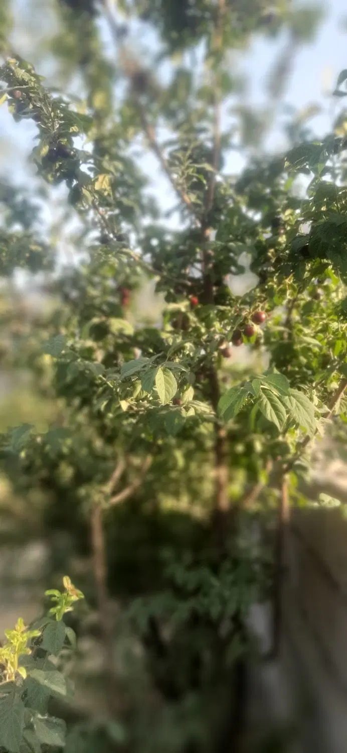 باغ در قلعه سنگی باغدایی اول
