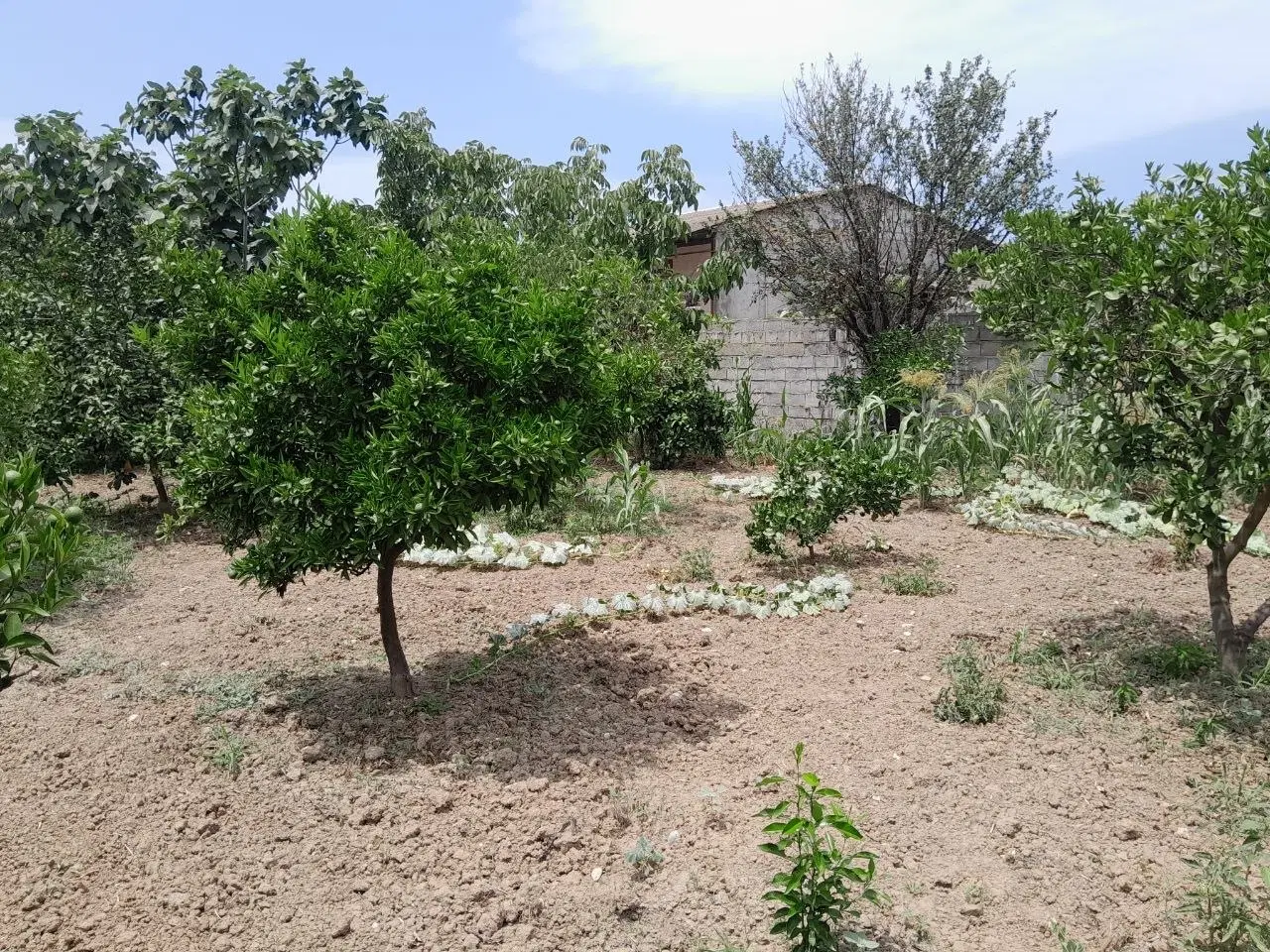 زمین ۳۸۰متر روستای چرخ کتی تو بافتم هست ساختم داره