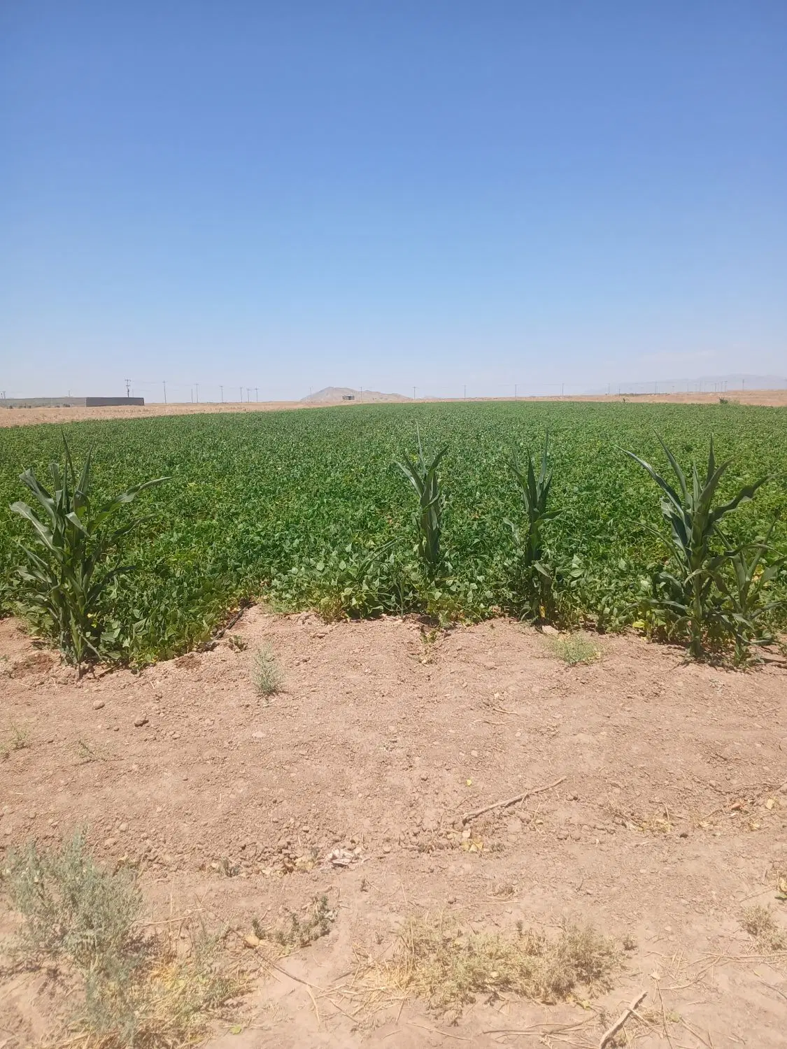 زمین مرغوب آماده برای هرنوع کشاورزی