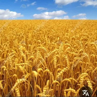 زمین کشاورزی دیمی