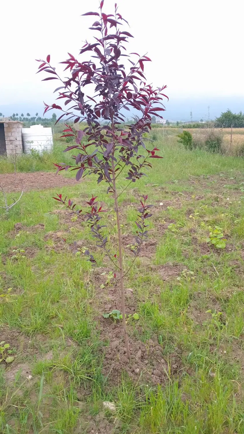 باغ شموشک پایین