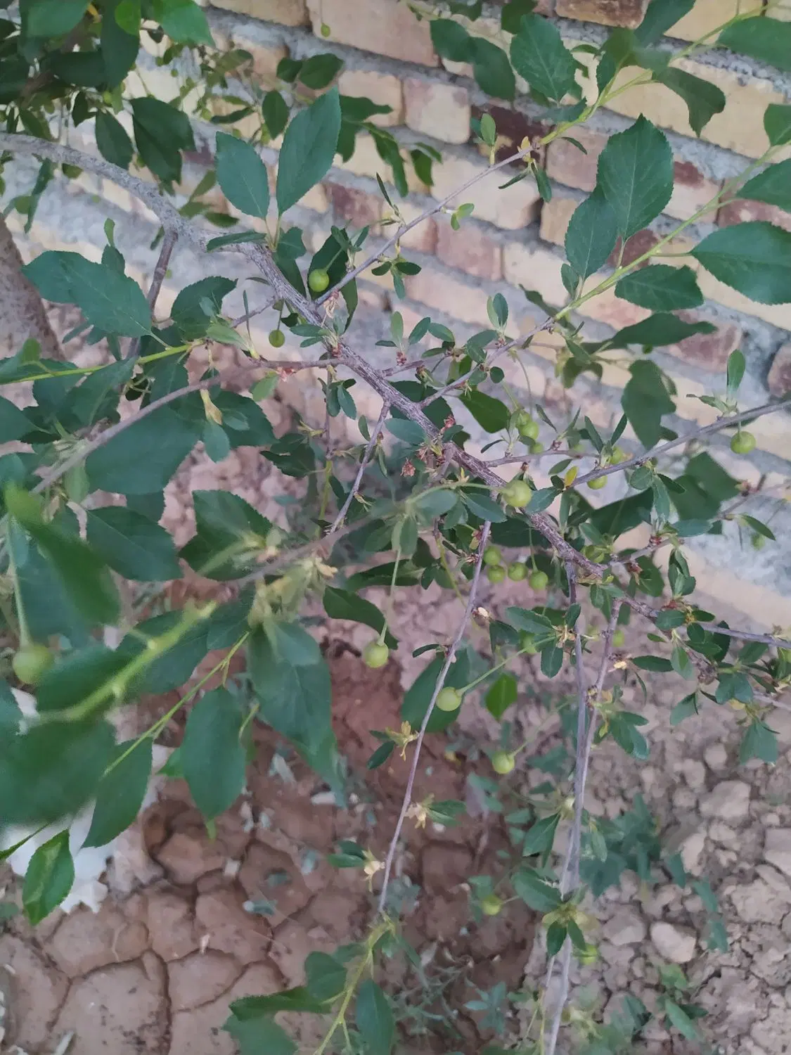 فروش یا معاوضه با خودرو