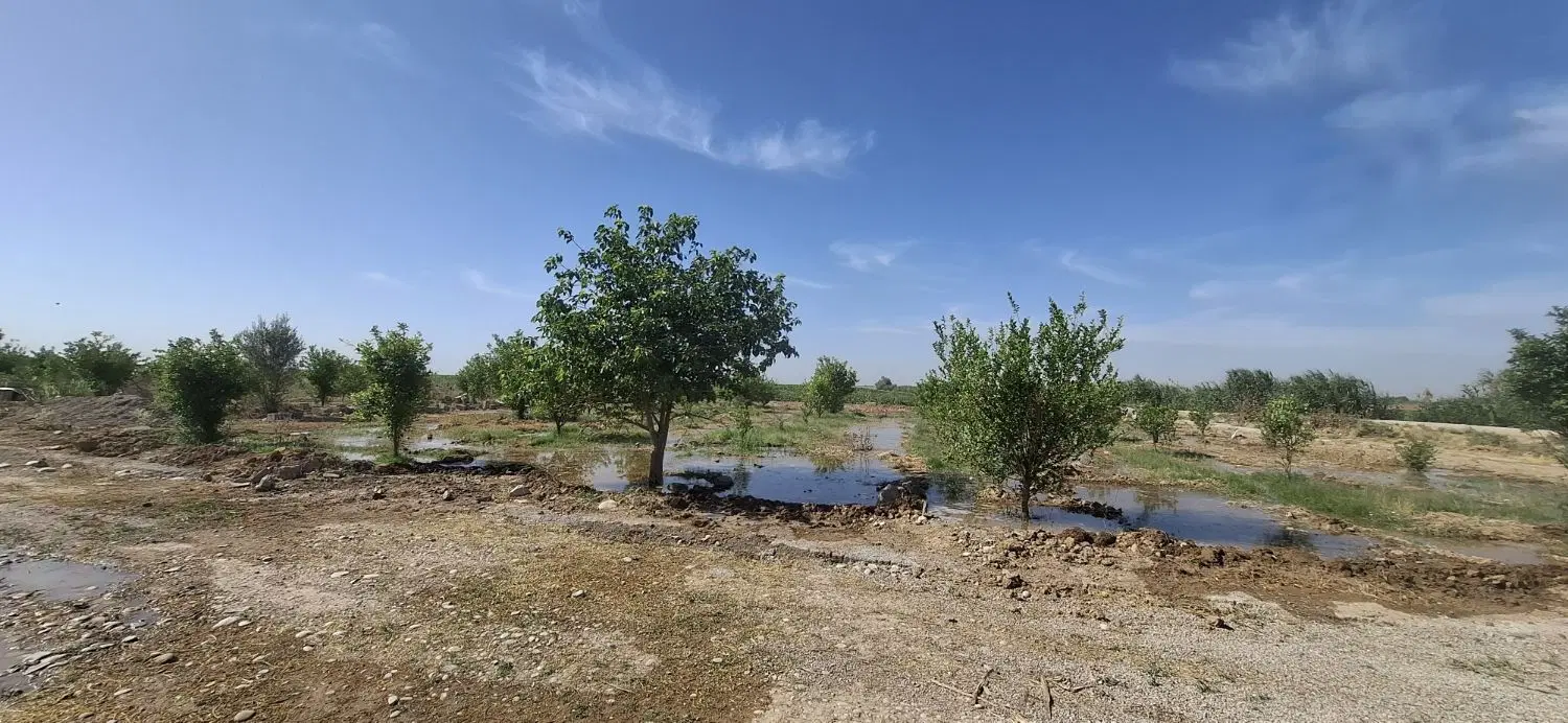 باغ با درختان ۴ساله جریه سیدراضی