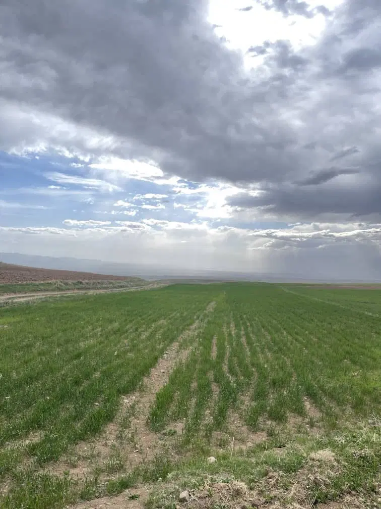 زمین دیمی کشاورزی