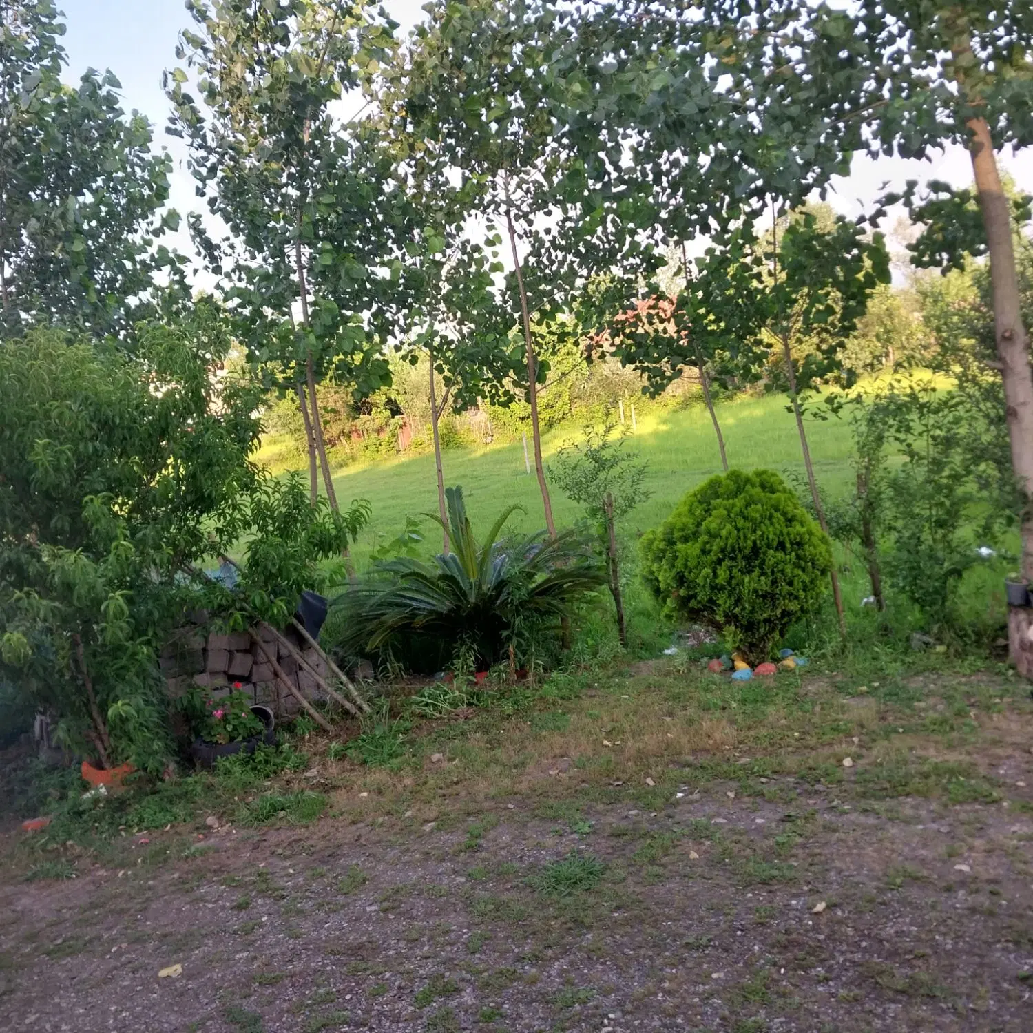 زمین مسکونی ۵۰۰ متری حلیمه جان