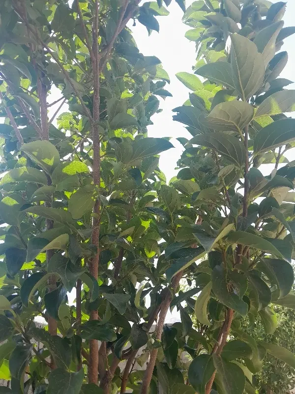 خانه روستای بیدسرخ