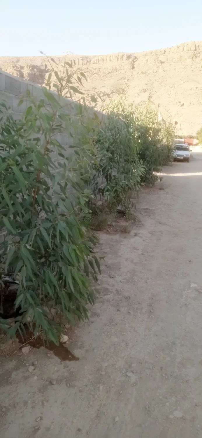 باغ شهری 5 کیلومتری تخت جمشید