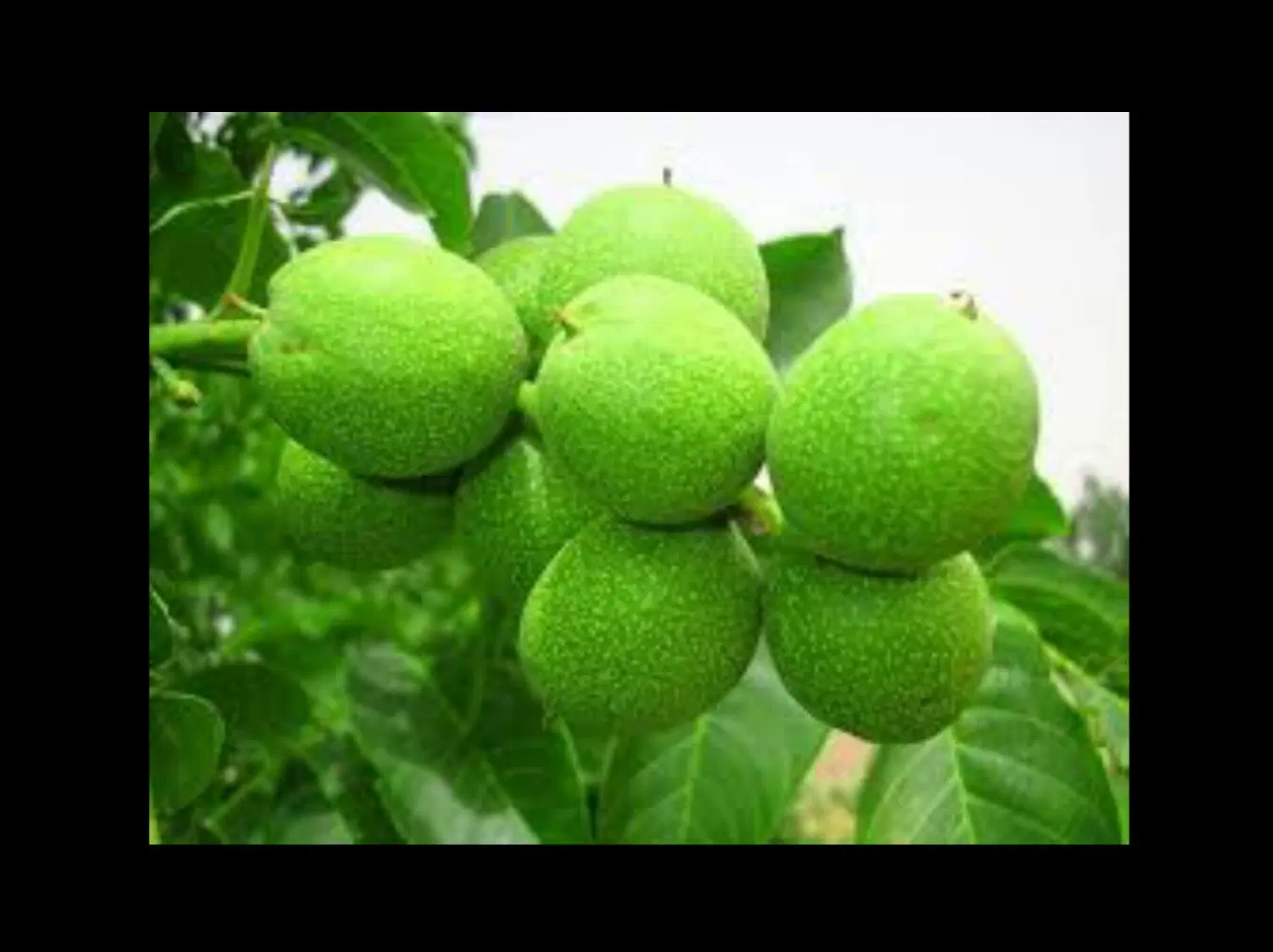 اجاره باغ گردو سرابی