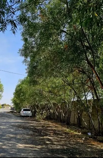 زمین باغی