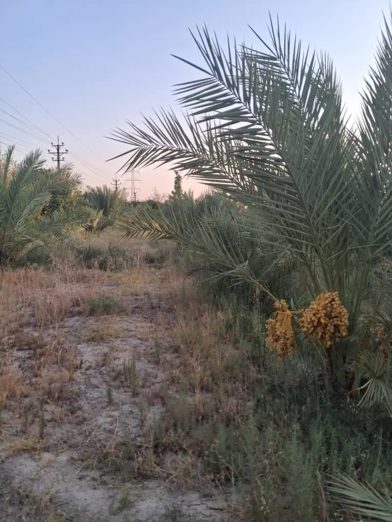 جاده سد باغ ثمری