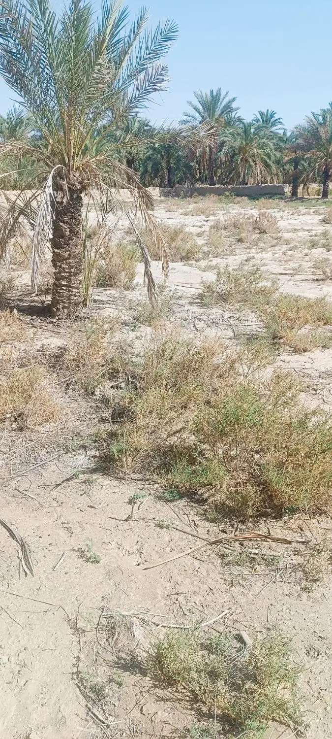 فروش زمین