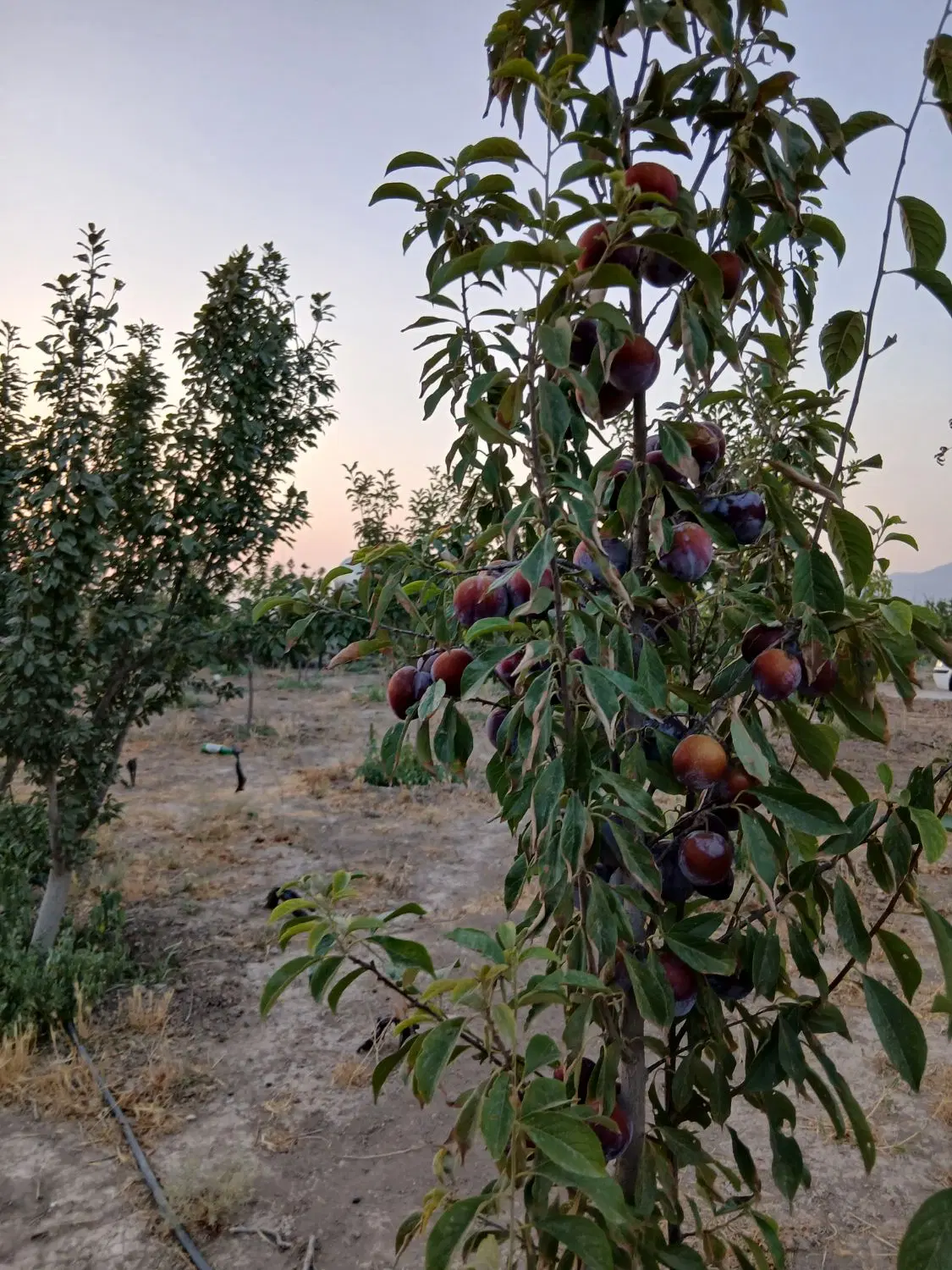 فروش باغچه
