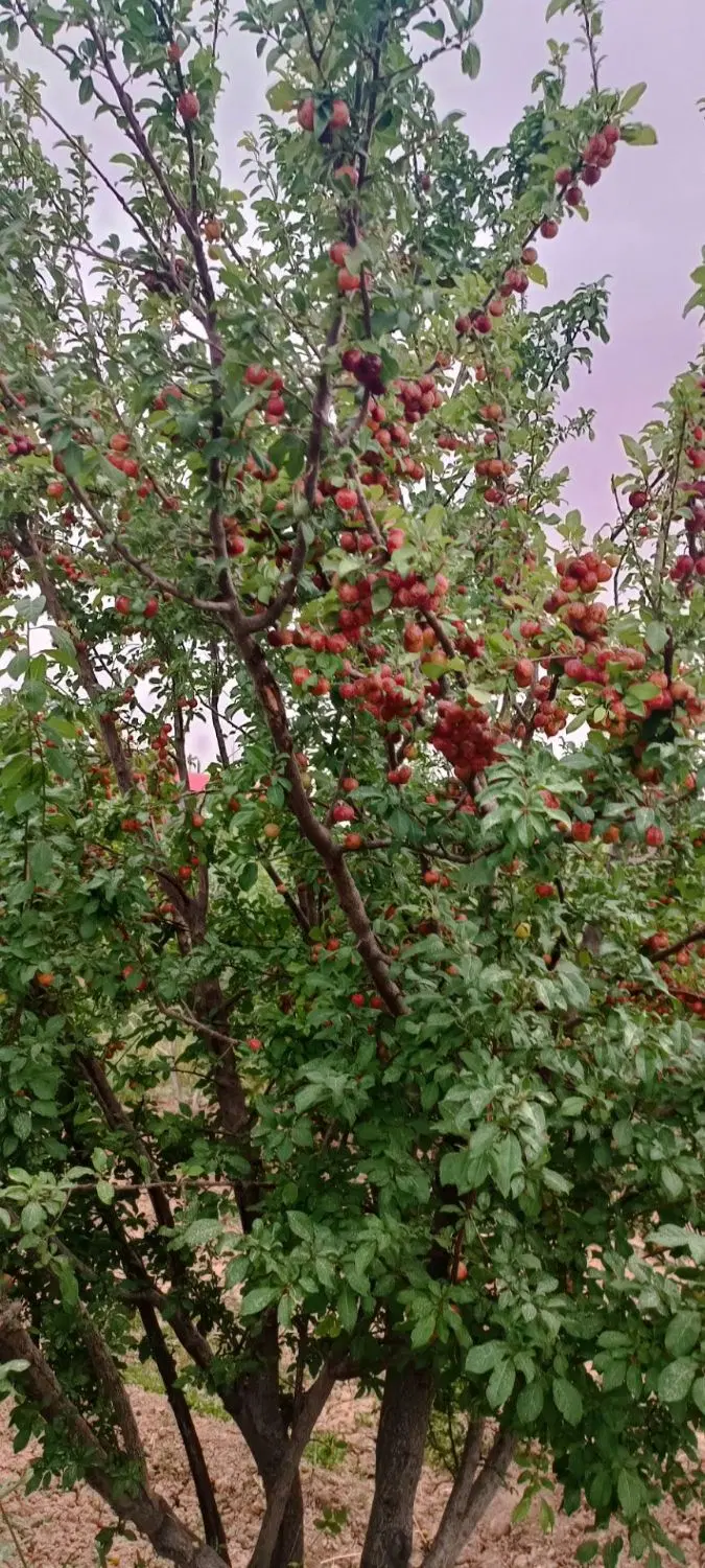 باغ ایستگاه بنه کوه نزدیک ایستگاه راهن