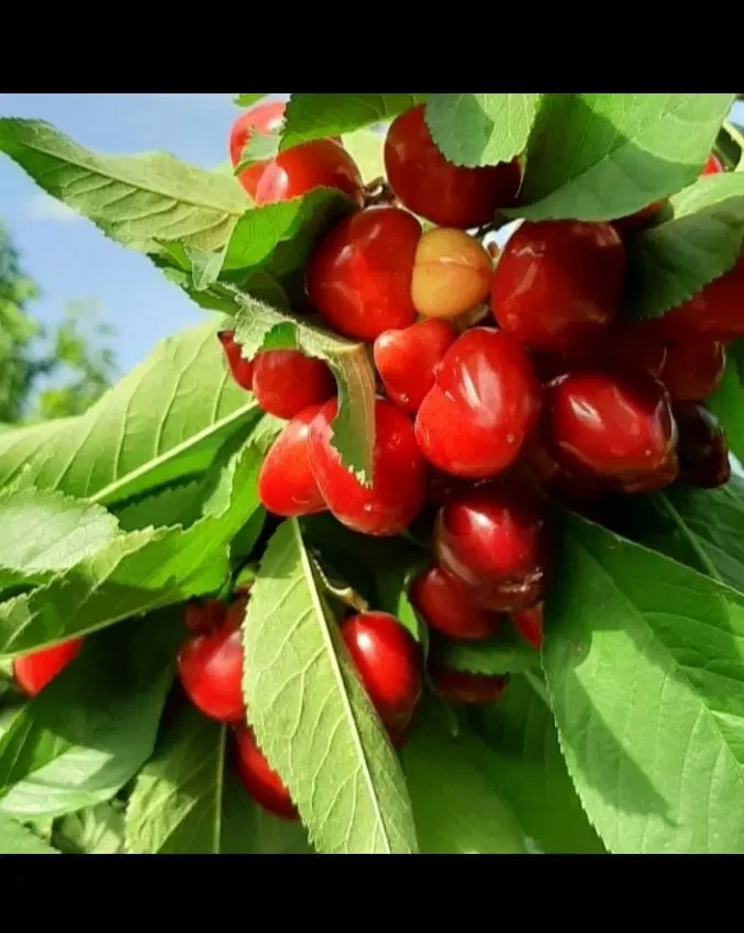 چهاردیواری با چاه آب