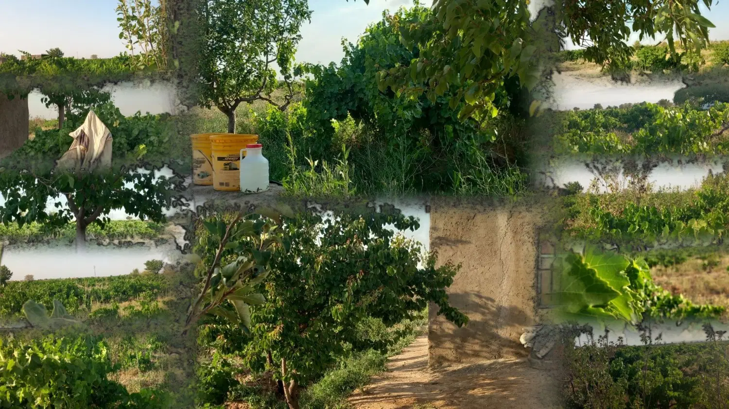باغ. سند دولتی