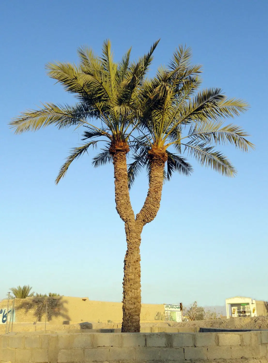 فروش زمین مسکونی چاهورز