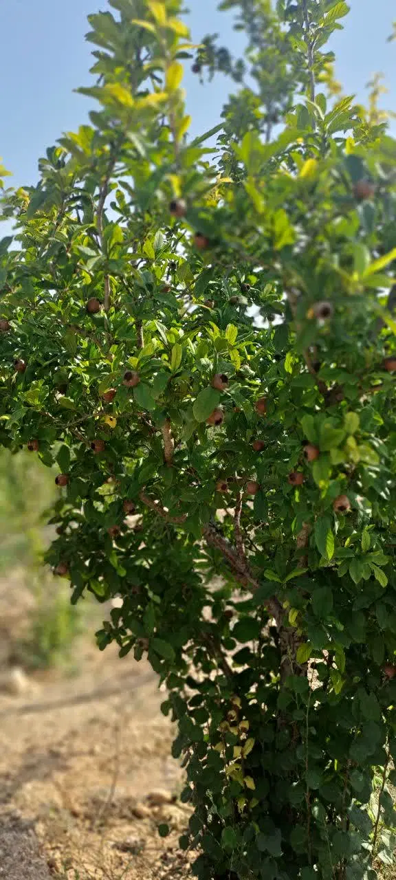 فروش زمین باغی