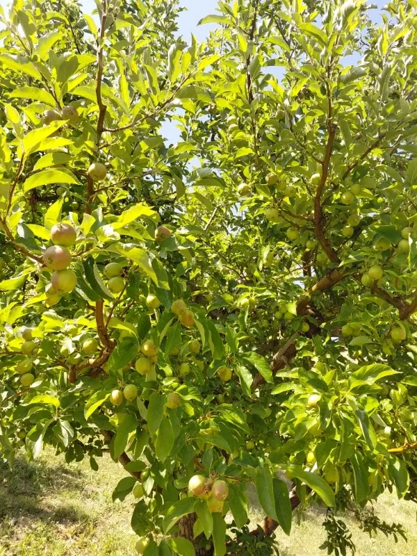 اجاره باغ سیب