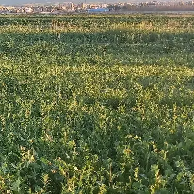 زمین کشاورزی